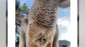 ФАКТ... Что внутри кенгуру. Вот интересно... Обзор кармана кенгуру!