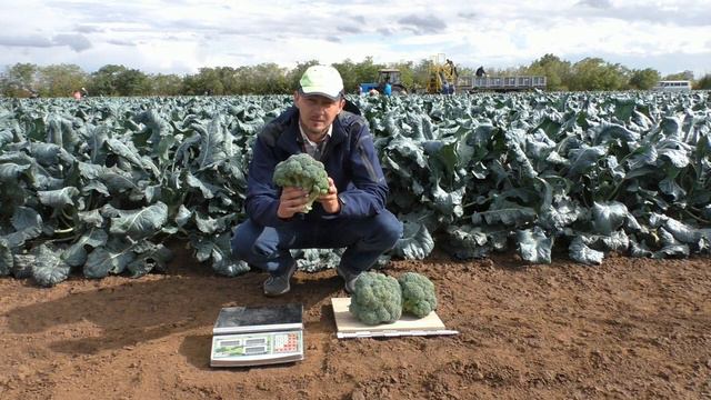 Брокколи МИКОНОС   жаростойкий и урожайный! #брокколи #брокколисаката #брокколилетом #семена