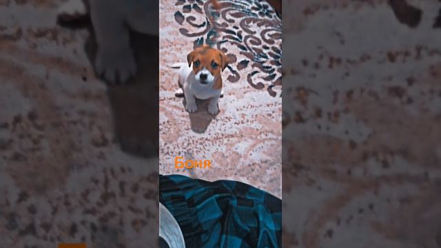 щенки джек рассела терьера 1 месяц/4D смотреть онлайн