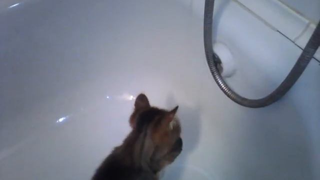 Котенок играется с водой и не хочет вылезать из ванны смотреть онлайн