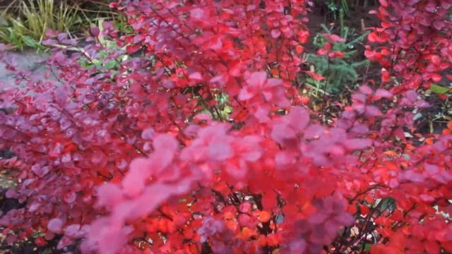 Оранж Рокет- один из самых красивых барбарисов смотреть онлайн