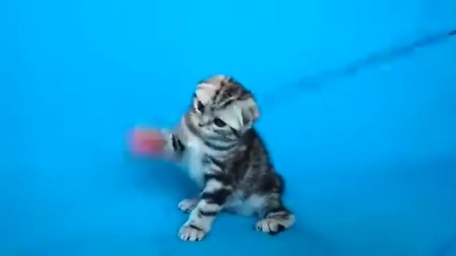 Шотландская вислоухая мраморная кошечка Энди, продажа в Киеве. смотреть онлайн