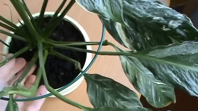 Полив спатифиллума смотреть онлайн