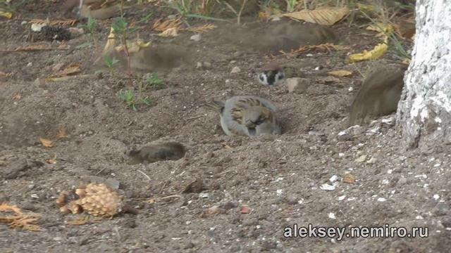 Воробьи / The Sparrows смотреть онлайн