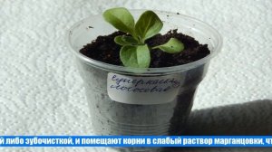 Пикировка петуний по лунному календарю, когда и как пикировать