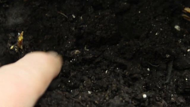 Роза-сад: итоги голосования на канале. Вижу очередной пересорт. Полез шиповник! смотреть онлайн