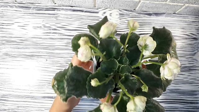 ЛЕ Мадам Помпадур наблюдение за цветением смотреть онлайн