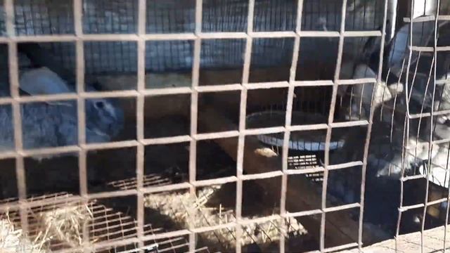 Кролики породы белый фландр и серый великан смотреть онлайн