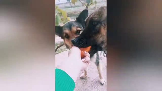 Собака ест хурму | Голландская овчарка | Хердер | Dutch Shepherd | Hollandse herder eats persimmon смотреть онлайн