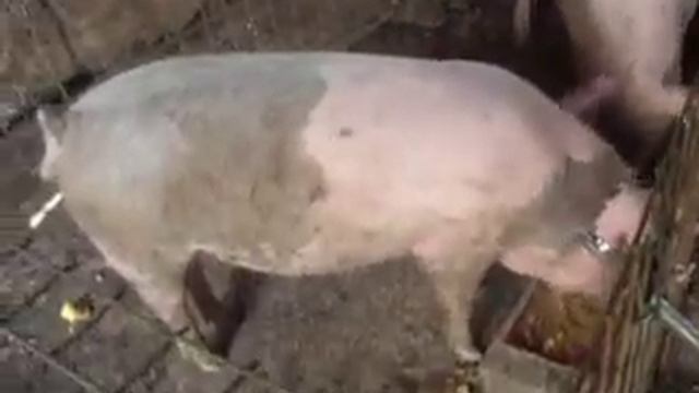 Какова рентабельность свиноводства? смотреть онлайн