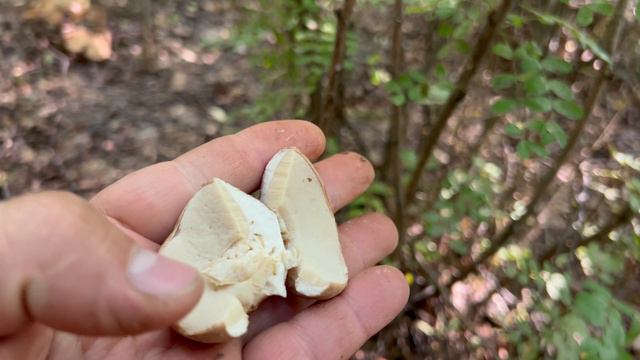 Супер поляна белых грибов ! смотреть онлайн