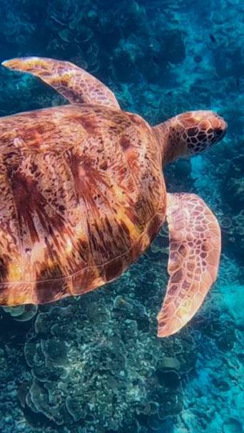 Эти острова в сто раз круче Семилан смотреть онлайн