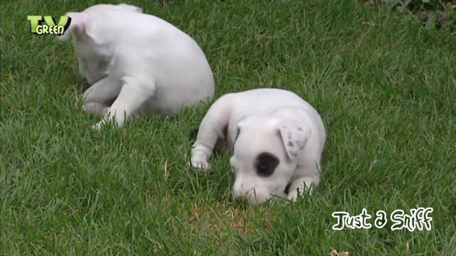 Just a Sniff - Parson Jack Russell terrier #01 смотреть онлайн