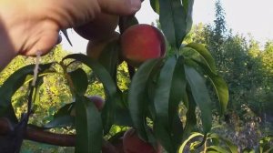 Персик сорт поздний Лаурол(peach Laurol)