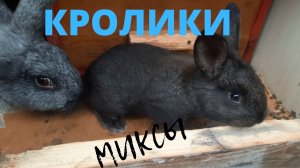 Кролики помесь пород советская шиншилла и полтавское серебро.