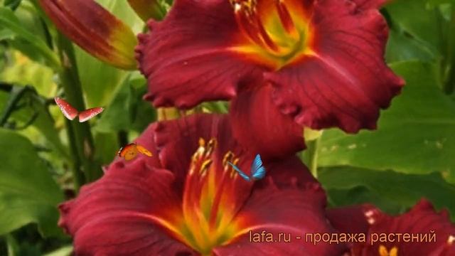 Лилейник гибридный Пардон Ми (pardon Me) ? обзор: как сажать, рассада лилейника Пардон Ми