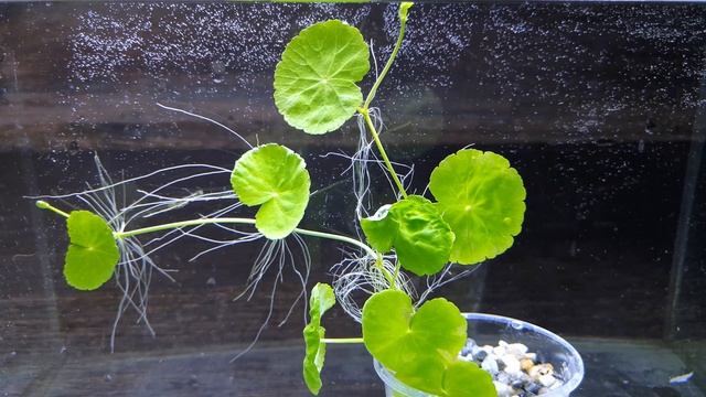 ГИДРОКОТИЛА БЕЛОГОЛОВАЯ. СОДЕРЖАНИЕ И РАЗВЕДЕНИЕ. Hydrocotyle Leucocephala