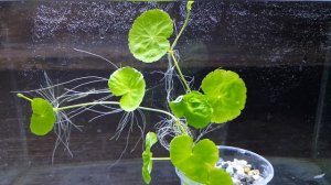 ГИДРОКОТИЛА БЕЛОГОЛОВАЯ. СОДЕРЖАНИЕ И РАЗВЕДЕНИЕ. Hydrocotyle leucocephala