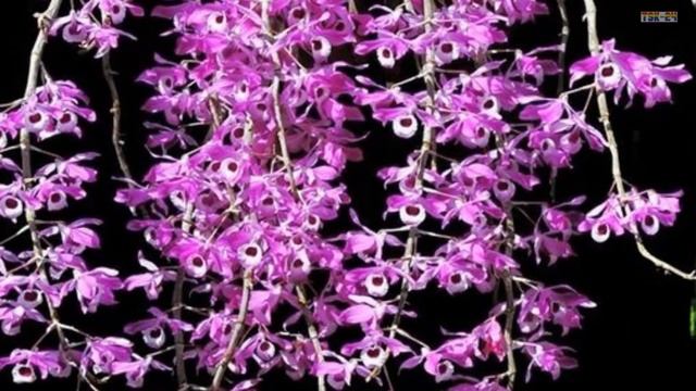 Beautiful Orchid Flowers - Beautiful Orchid Gardens in the world смотреть онлайн