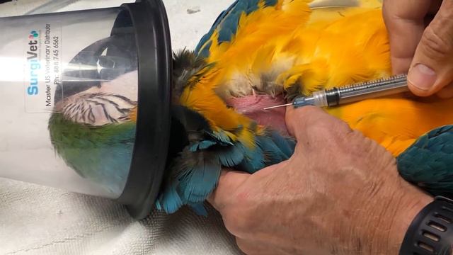 My Parrot Pre Free Flight Checkup Sunshine-to-the-vet смотреть онлайн
