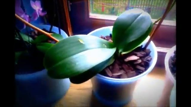 ТРЕЩИНЫ НА ЛИСТЬЯХ ОРХИДЕЙ