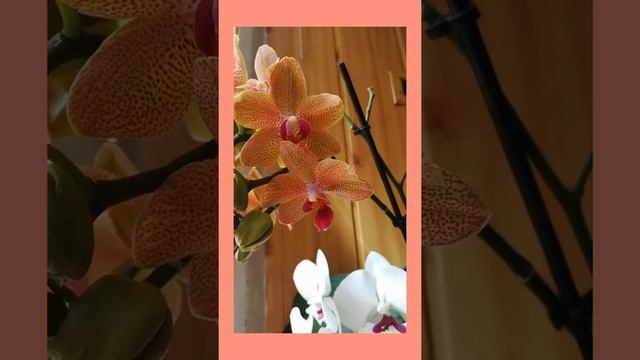 Фаленпсис (орхидея) "Sunset love" (Сансет лав) смотреть онлайн