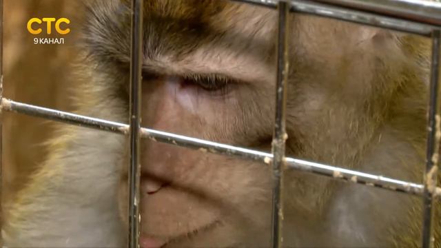 День рождения обезьяны в Контактном зоопарке смотреть онлайн