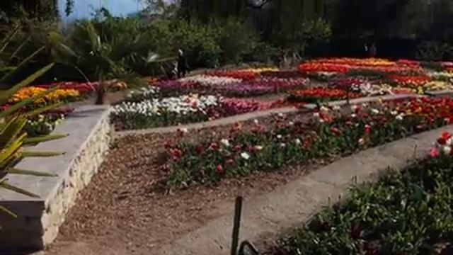 Никитский ботанический сад. Парад тюльпанов 2021 смотреть онлайн