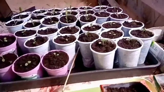 Расспекировала рассаду Гайлардии и не только ее. смотреть онлайн