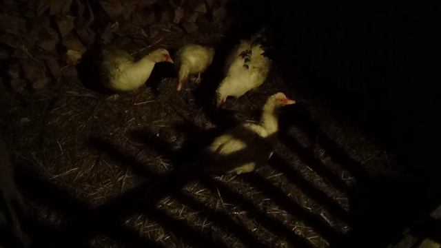 Кормлю птиц пророщенной пшеницей смотреть онлайн