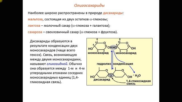 Урок биологии №2 Классификация углеводов: моносахаридов, дисахаридов, полисахаридов. смотреть онлайн