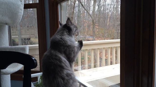 Maine coon cat cleans window смотреть онлайн