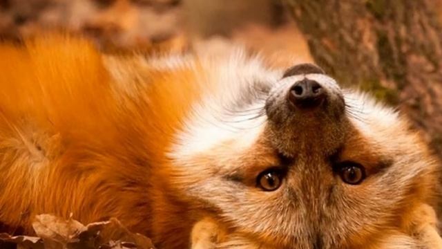 Аргентинское танго осени! смотреть онлайн