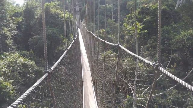 Kakum National Park Canopy Walk - Day Trip From Cape Coast - Ghana - Africa смотреть онлайн