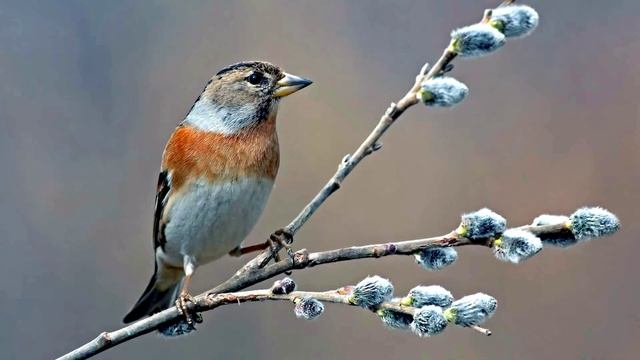 Пение зяблика. Голоса птиц смотреть онлайн