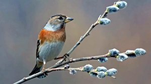 Пение зяблика. Голоса птиц