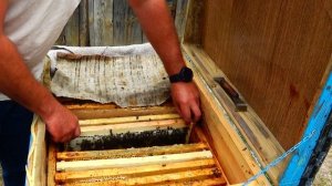 Самый прекрасный способ объединения пчелиных семей. Ни одна пчела не пострадала. Часть вторая.