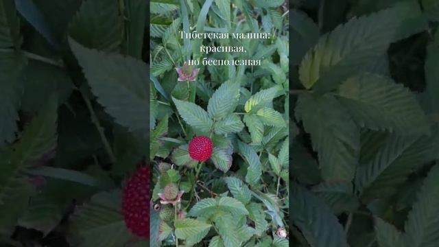 Тибетская малина: красивая, но бесполезная #четыредевочки #ягодамалина #тибетскаямалина смотреть онлайн