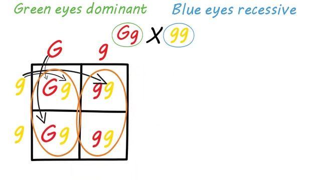 Punnett Square Basics | Mendelian Genetic Crosses смотреть онлайн
