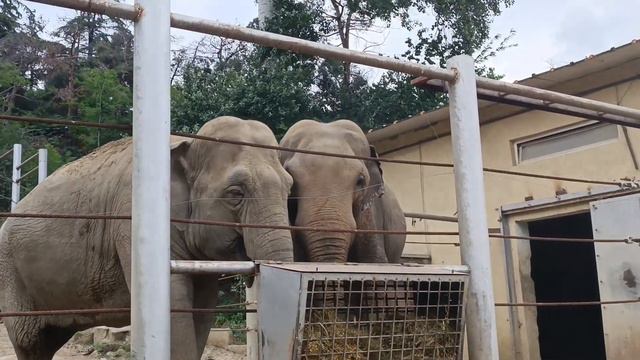 Тбилиский зоопарк (1) смотреть онлайн