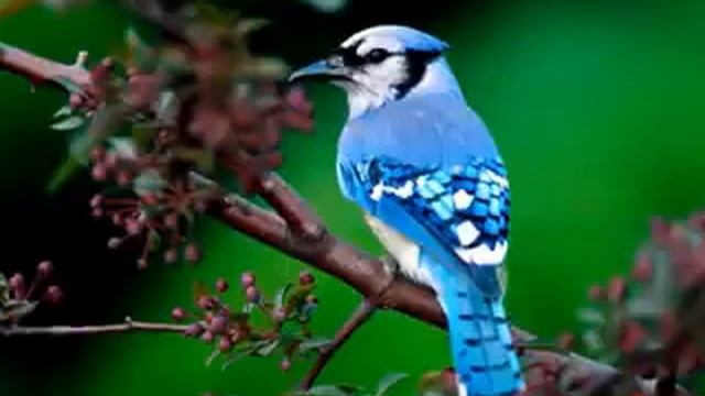 Birds Sound Ringtone