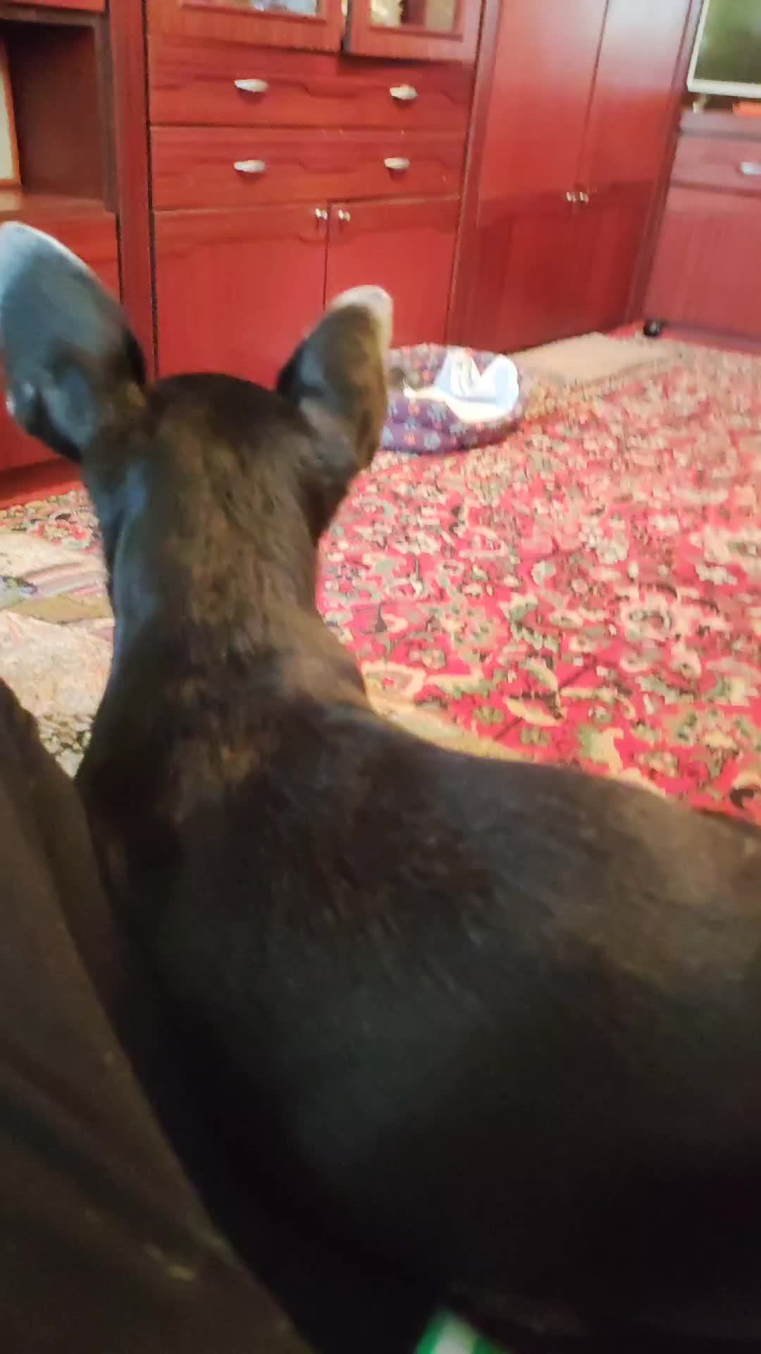 имба 1 подпишик смотреть онлайн