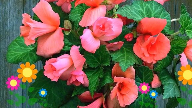 Бегония клубневая (Daffodil salmon). Краткий обзор, описание характеристик, где купить луковицы смотреть онлайн