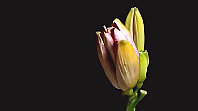 Сказочные цветы смотреть онлайн