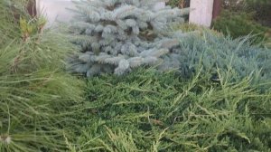 Уход за стелющимися можжевельниками.