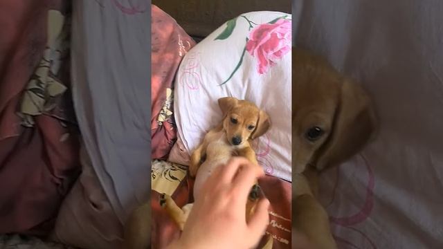 Ева переела.... Осторожно Мат Нецензура смотреть онлайн