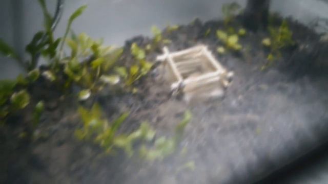 Вечный #террариум 1 месяц (30 дней) спустя / Eternal Terrarium A Mounth Later