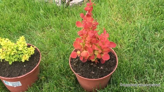 Яркие барбарисы Ориндж Айс и Голдалита от питомника Поиск смотреть онлайн