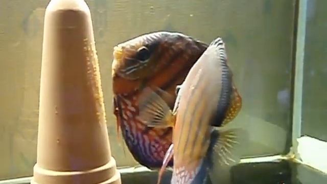 ponte Mara-cana 2 смотреть онлайн