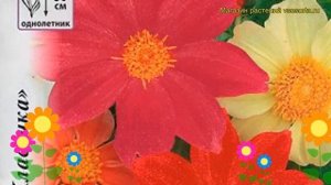 Георгина махровая Веселые Ребята. Краткий обзор, описание характеристик, где купить семена